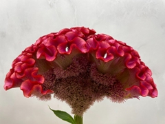 Celosia Muse Coral 56cm