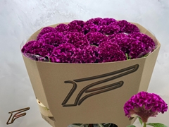 Celosia Mystic 80cm