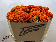 Celosia Indian Summer 80cm