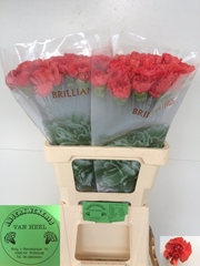 Dianthus Single Caroline 60cm
