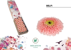 Gerbera Mini Sphere Belfi 45cm 7cm Hd