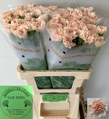 Dianthus Single Noviado 60cm