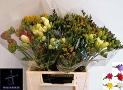Freesia Double Mix 40cm 10gr.