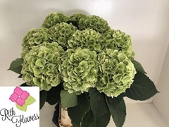 Hydrangea Verena Classic 100cm 24-26cm Hd
