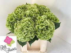 Hydrangea Verena Classic 50cm 16-18cm Hd