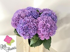 Hydrangea Royal Salute 80cm 21-23cm Hd