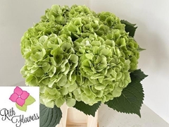 Hydrangea Verena Classic 60cm 18-20cm Hd