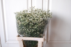 Limonium Sinense Clear Diamond 70cm 30gr.