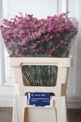 Limonium Sinense Anouchka Diamond 55cm 20gr.