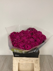 Dianthus Barb Kiwi Fuchsia 40cm