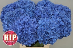 Hydrangea Pimpernel 60cm 16-18cm Hd