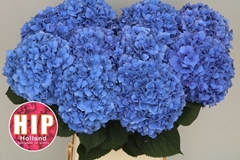 Hydrangea Pimpernel 100cm 20-22cm Hd