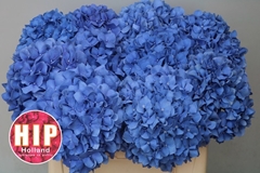 Hydrangea Pimpernel 50cm 14-16cm Hd
