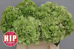 Hydrangea Verena Classic 40cm 14-16cm Hd