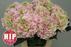 Hydrangea Verena Classic 60cm 18-20cm Hd