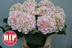 Hydrangea Verena Classic 100cm 22-24cm Hd