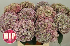 Hydrangea Rodeo Red Classic 80cm 18-20cm Hd