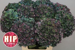Hydrangea Pimpernel Classic 60cm 20-22cm Hd