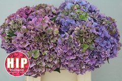 Hydrangea Rodeo Red Classic 40cm 14-16cm Hd