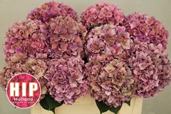 Hydrangea Rodeo Red Classic 40cm 12-14cm Hd