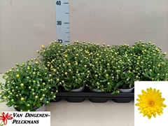 Chrysanth Gardenmumsaic Yellow 12Ø 25cm