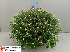 Chrysanthemum Jasoda White 23Ø 35cm