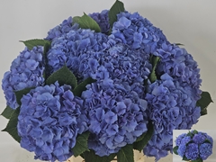 Hydrangea Pompidou 65cm 17-19cm Hd