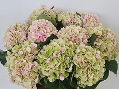 Hydrangea Verena Classic 80cm 19-21cm Hd