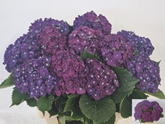 Hydrangea Mon Amour Purple 60cm 12-14cm Hd