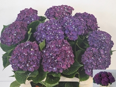 Hydrangea Mon Amour Purple 80cm 14-16cm Hd