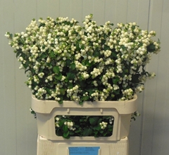 Symphoricarpos Magical Lemon And Lime 80cm