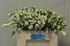 Symphoricarpos Magical Lemon And Lime 50cm