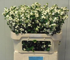 Symphoricarpos Magical Lemon And Lime 70cm