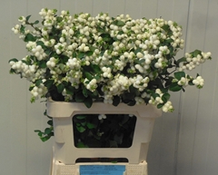 Symphoricarpos Magical Lemon And Lime 60cm