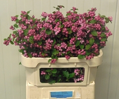 Symphoricarpos Magical Ruby Giant 70cm