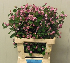 Symphoricarpos Magical Treasure 60cm