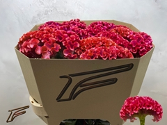 Celosia Muse Coral 80cm
