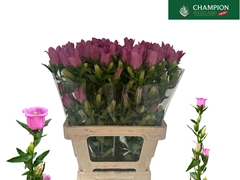 Campanula Champion Rose 70cm