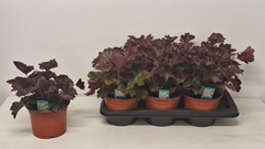 Heuchera Palace Purple 17Ø 24cm