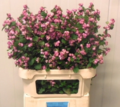 Symphoricarpos Magical Treasure 80cm