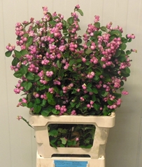 Symphoricarpos Magical Treasure 70cm