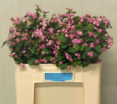 Symphoricarpos Magical Treasure 50cm