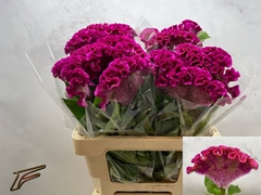 Celosia Bar Bora 56cm