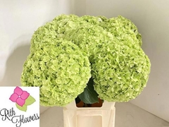 Hydrangea Royal Highness Classic 80cm 18-20cm Hd