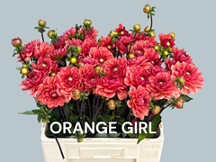 Dahlia Orange Girl 60cm