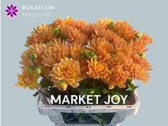 Dahlia Market Joy 60cm