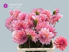 Dahlia Beauty Queen 65cm