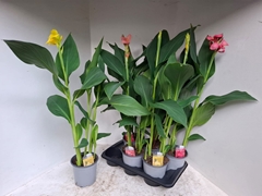 Canna Cannova Mix 17Ø 90cm