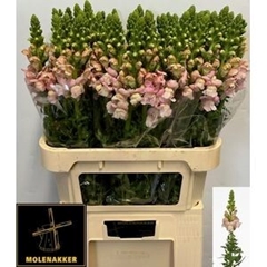 Antirrhinum Avignon Pink 75cm
