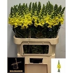 Antirrhinum Opus Yellow 75cm